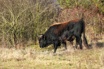 Breed back the Aurochs into existence from the descendant domesticated cattle - Bos primigenius - in Czech republic