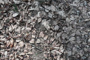 dry ground texture