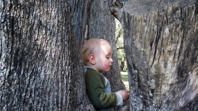 Cute Little Baby Boy Climbing On Old Olive Tree, Parc Du Cap Martin In Roquebrune-Cap-Martin, France, Europe, Close Up Portrait- 4K Resolution