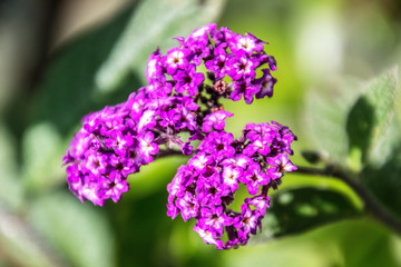 violet heliotropium in a garden
