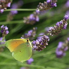 South of France, Occitanie - Lavender & Brimstone  - Lavande & Citron in French - Gonepteryx rhamni is known as the brimstone, a butterfly of the Pieridae family