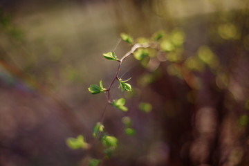 tree branch with young leaves. soft focus