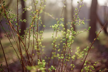 tree branch with young leaves
