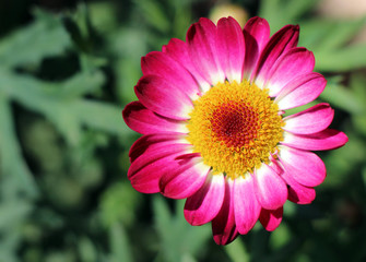 Pinke Margerite im Sonnenlicht