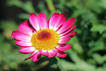 Obraz premium Pinke Margerite im Sonnenlicht