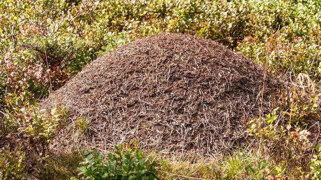 Ameisenhaufen im Zirbenwald