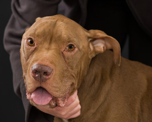 One Old Brown Pit Bull