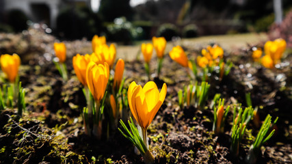 Spring in my garden. The first yellow crocuses on a sunny day