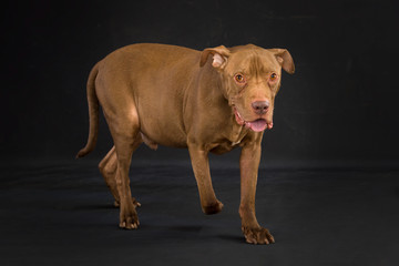 Old Sick Brown Pit Bull with Black Background