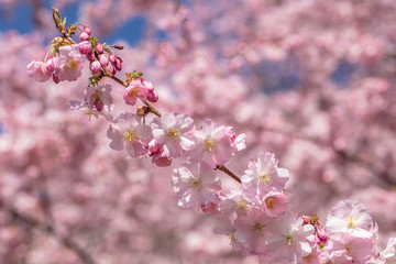 japanische kirsche