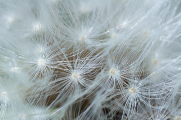 Obraz na płótnie Canvas closeup of dandelion on a background