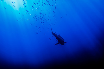 Great White Shark in shoal