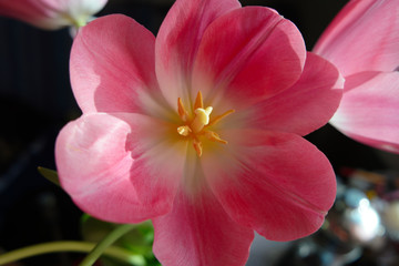 Pink colorful lily