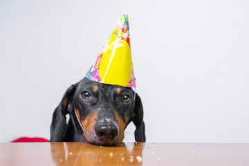 cute dog breed dachshund, black and tan,  eat birthday cake,wearing  party hat, lying sad on the...