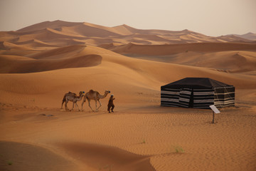 Fototapeta na wymiar Dubai desert Camel