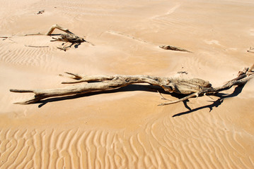 Dead tree on sand