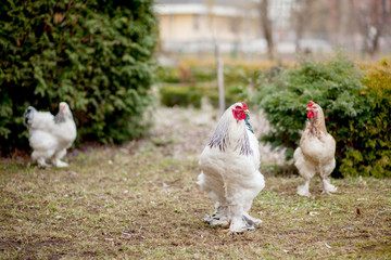 Grown healthy white hens on green grass outside in rural yard on old wooden barn wall background spring on bright sunny day. Chicken farming, healthy meat and eggs production concept