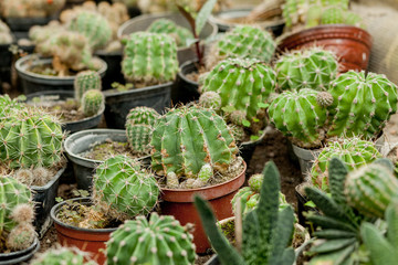 Collection of cactus plants in pots. Small ornamental plant. Selective focus, top-view shot. Cactus plant pattern. Natural background. Green texture background