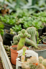 Collection of cactus plants in pots. Small ornamental plant. Selective focus, top-view shot. Cactus plant pattern. Natural background. Green texture background