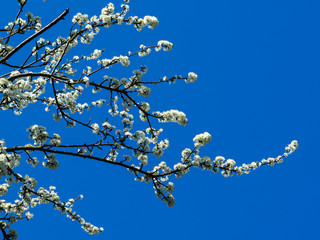 White blackthorn flowers on tree branches with a clear blue sky