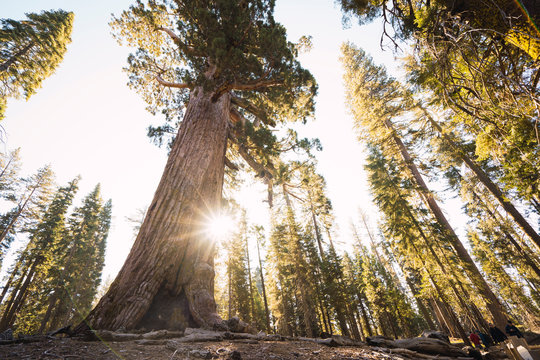 USA, California, Yosemite National Park, Mariposa, sequoias