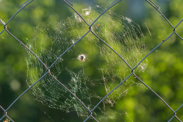 spider web on the fence