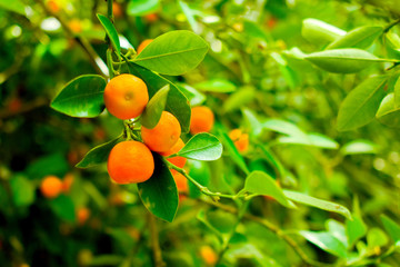 Ripe oranges or tangerines hanging on a tree. Healthy organic juicy fruits growing in orchard
