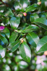 branch of a tree with green leaves