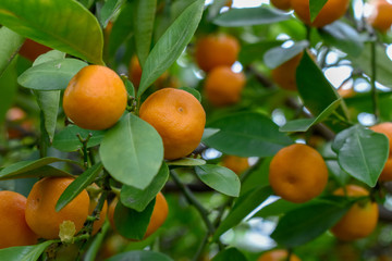 Ripe oranges or tangerines hanging on a tree. Healthy organic juicy fruits growing in orchard