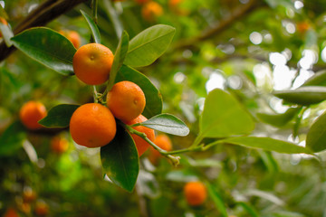 Ripe oranges or tangerines hanging on a tree. Healthy organic juicy fruits growing in orchard
