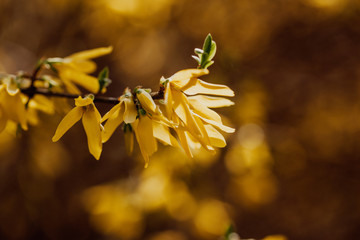 flowering forsythia in springtime