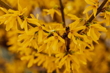 flowering forsythia in springtime