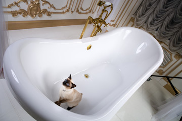The theme is luxury and wealth. A cat without a tail of the Mekong Bobtail breed in a retro...