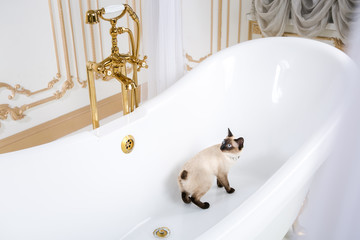 The theme is luxury and wealth. A cat without a tail of the Mekong Bobtail breed in a retro...