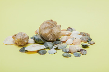 Seashells on yellow background with copy space