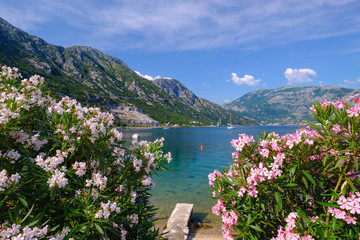 Montenegro, Bay of Kotor, Donji Morinj, flowering oleander