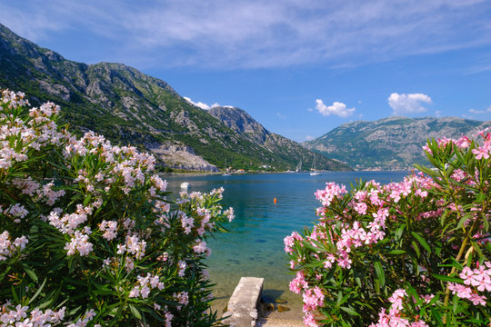 Montenegro, Bay of Kotor, Donji Morinj, flowering oleander