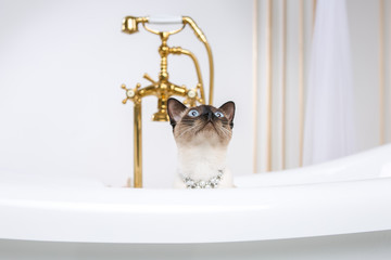 The theme is luxury and wealth. A cat without a tail of the Mekong Bobtail breed in a retro bathroom in the interior of the Barocoo Versailles Palace. Jewel jewelery on the neck