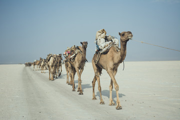 Camel tribe Afar in Danakil