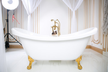 The theme is luxury and wealth. A cat without a tail of the Mekong Bobtail breed in a retro bathroom in the interior of the Barocoo Versailles Palace. Jewel jewelery on the neck