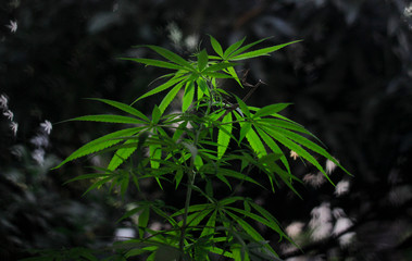 Weed Plant for Medicinal Marijuana Promotional Campaigns