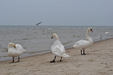 Łabędzie  © Agnieszka