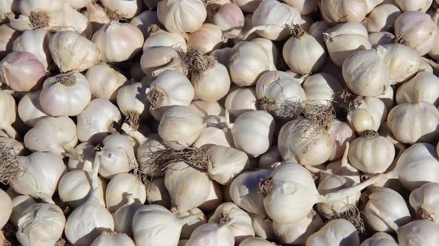 Freshly picked garlic on market.