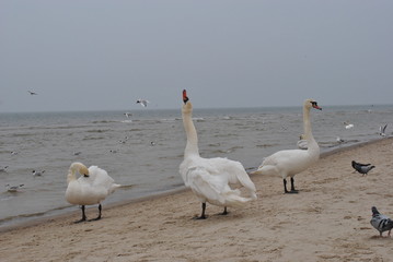 Łabędzie 2 © Agnieszka