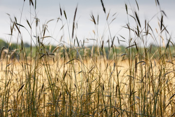 Tall green grass in the farm field