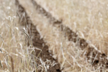Rows of hay grass 