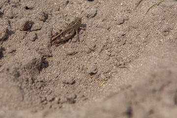 Close-up portrait of grey Woodland Grasshopper on ground. This grasshopper is present in most of Europe, in eastern Palearctic ecozone, in North Africa and in the Near East