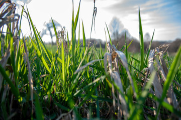 Grass Textur Background Licht #2