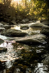stream in forest