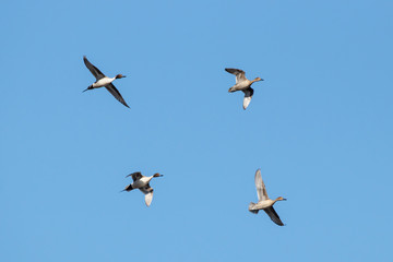 Northern pintail Anas acuta two pairs in flight under blue sky. Beautiful elegant ducks. Birds in wildlife.